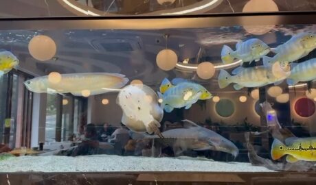 Aquarium a krásne rybky sú vskvelej Cukraren Alzbetka ale nájdete ich aj v prog...