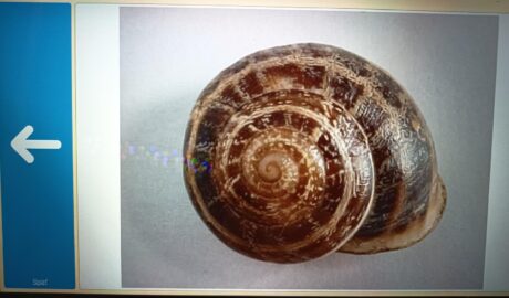 Otec Lucky upravil mriežku v GRID 3  Učenie s porozumením  Vyber správne slovo p...